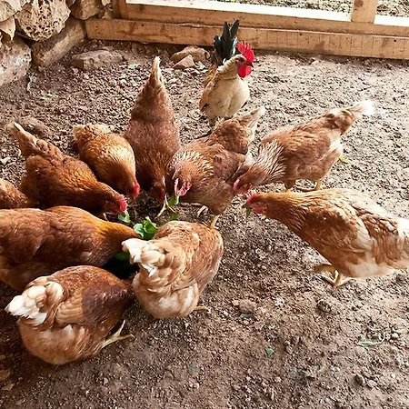 Villa The Chateau Żejtun