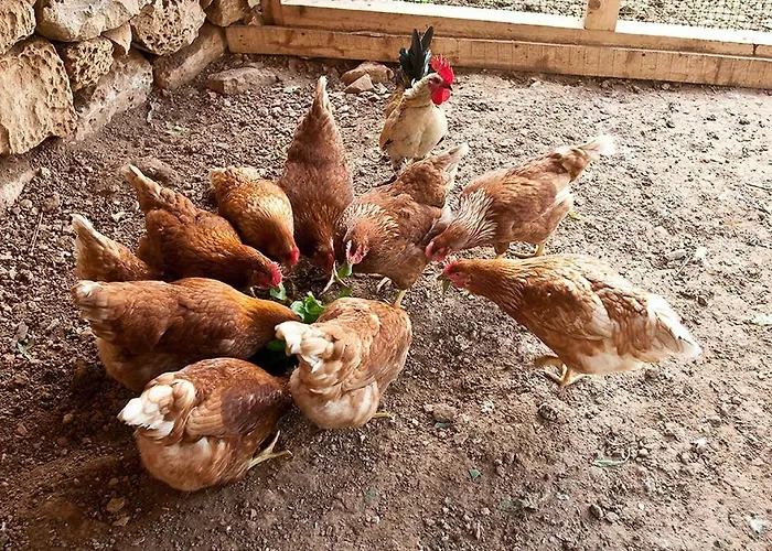 别墅 The Chateau Żejtun